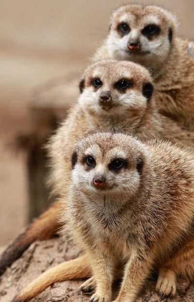 Meerkats_Stressregulation